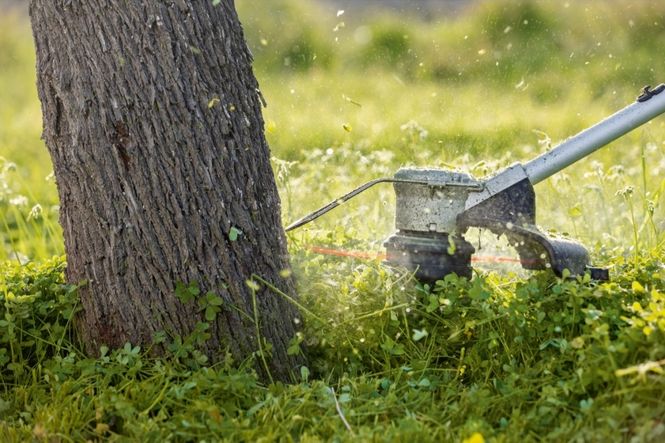 Hovedbilde Bosch Gresstrimmer GRT 18V-33 33Cm Solo
